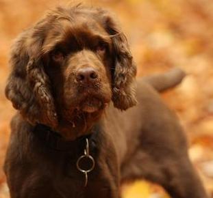 Sussex Spaniel